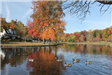 A Flock of Canadian Geese Meander Through a Park Pond in Fall