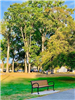 A Park Bench in Front of Tall Trees