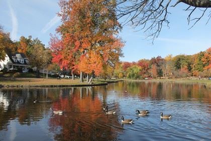 A Flock of Canadian Geese Meander Through a Park Pond in Fall