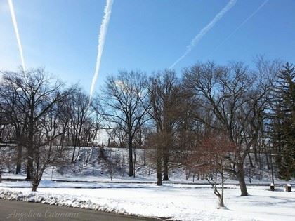 Jet Streams Streak Through the Sky over Leafless Tree Branches on a Winter Day