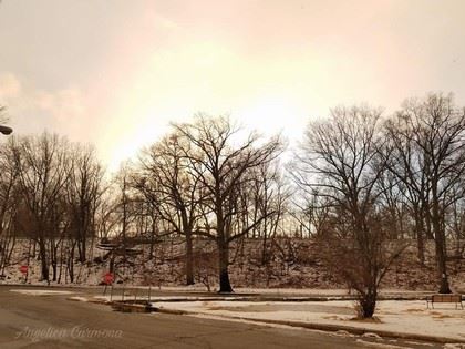 Winter Trees Line an Intersection