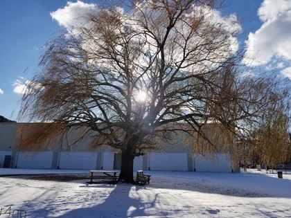 Sun Shines Through the Leafless Branches of Tree in Winter