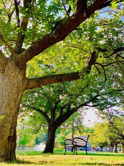 Thick Branches Span over a Park Bench