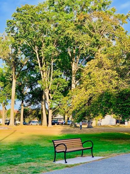 A Park Bench in Front of Tall Trees
